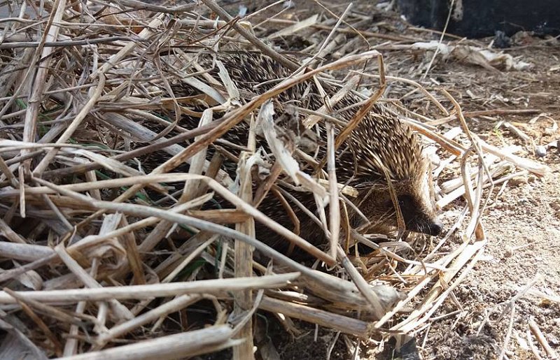 Hedgehogs are waking up